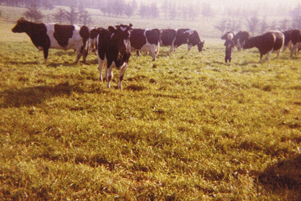 Køer i det fri 2 ca. 1980