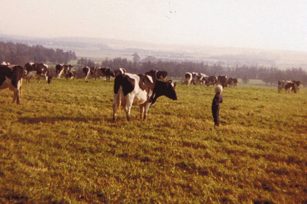 Køer i det fri ca. 1980